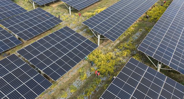 Хубэй ?лкес?н?? Цзаоян ?аласында?ы фотоэлектрл?к та?та астында еккен жабайы к?ре?кейлер жай?алды